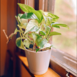 Enhancing Pothos