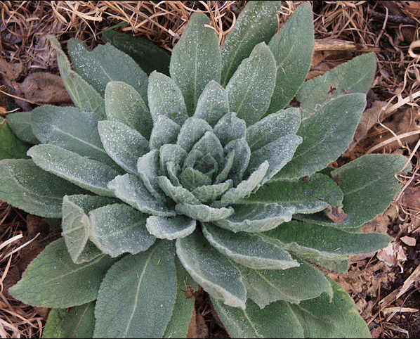 Mullein 2