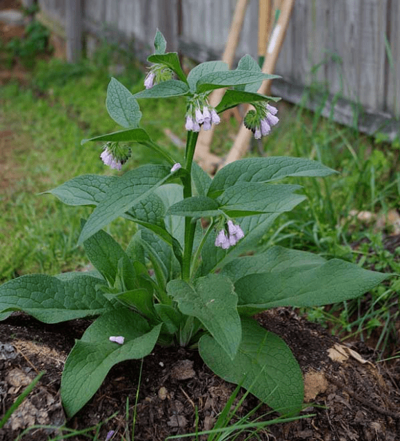 Mullein 4