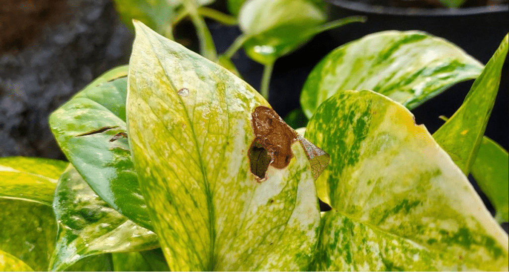 Sunburn on Pothos