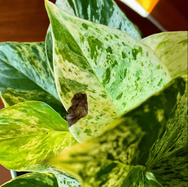 Sunburn on Pothos 2