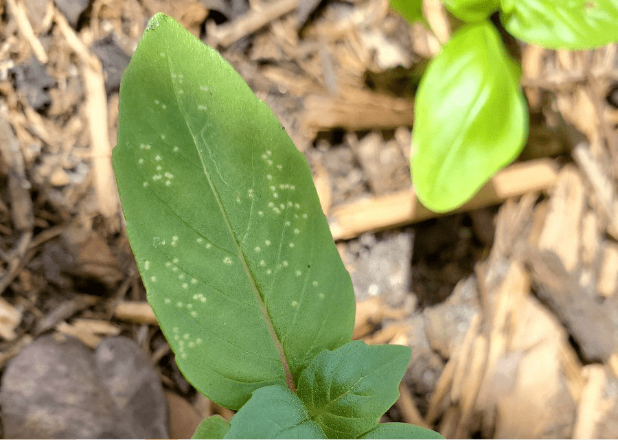 Understanding and Managing White Spots on Basil Leaves 1