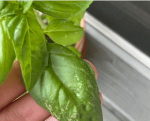 Understanding and Managing White Spots on Basil Leaves