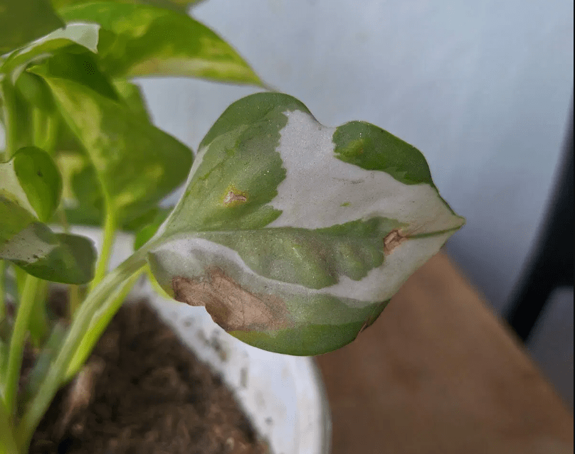 sunburn pothos