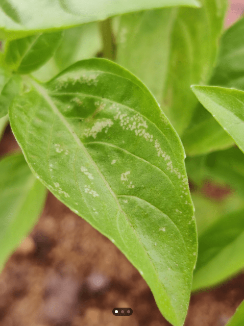 white spots on basil leaves