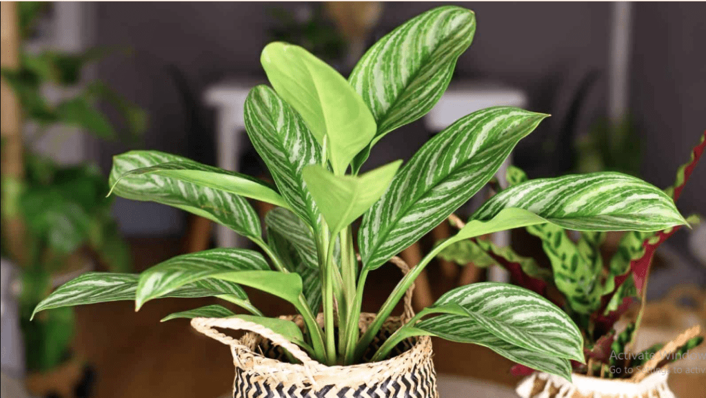 Aglaonema