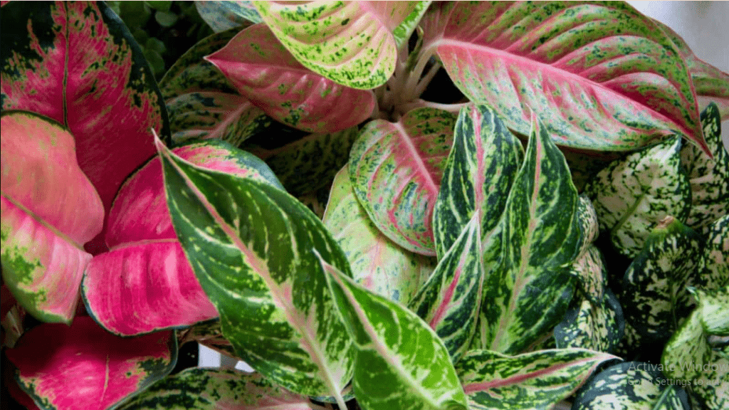 Aglaonema 2