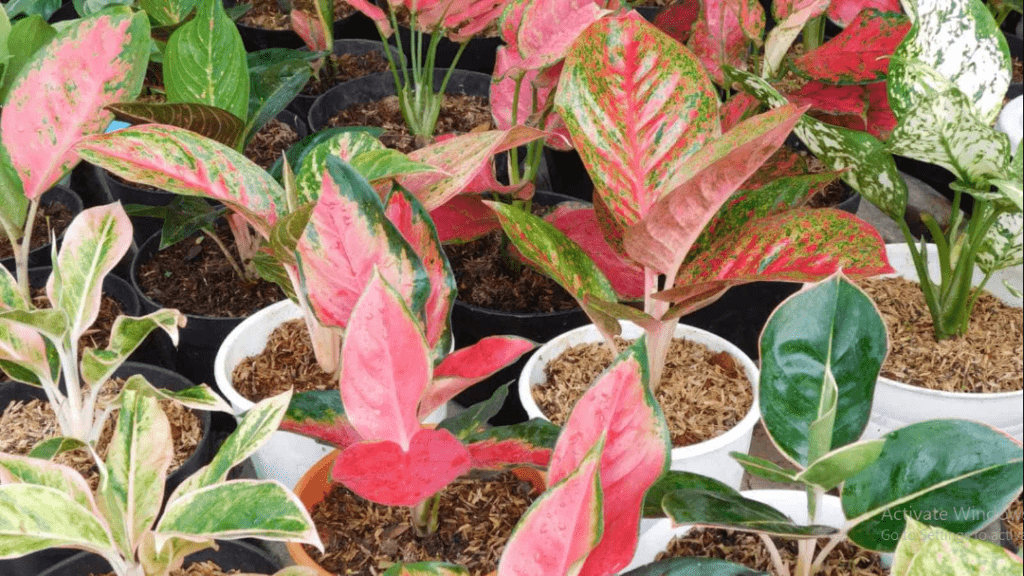 Aglaonema 3