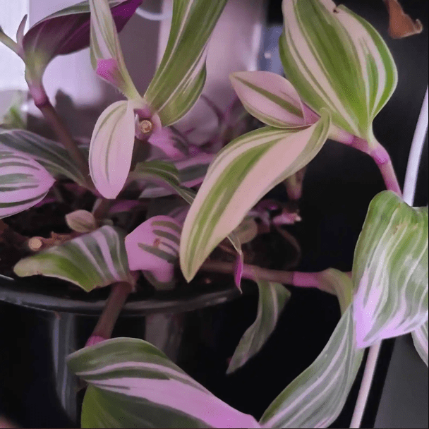 Maintaining Tradescantia Nanouk