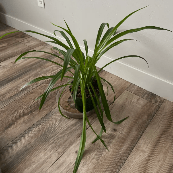 Optimal Strategies for Rectifying Spider Plant Leaf Bending 2