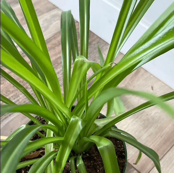 Optimal Strategies for Rectifying Spider Plant Leaf Bending 3