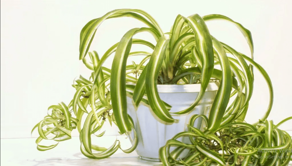 VOptimal Strategies for Rectifying Spider Plant Leaf Bending