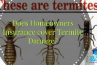 Termite damage insurance does cover termites