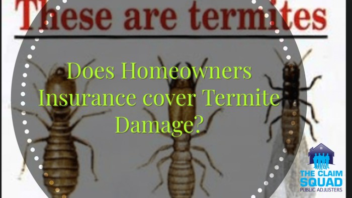 Termite damage insurance does cover termites