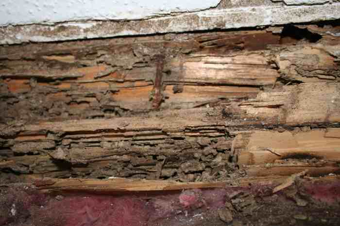 Termite damage insurance does cover termites