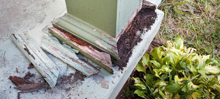 Damage insurance does cover termite