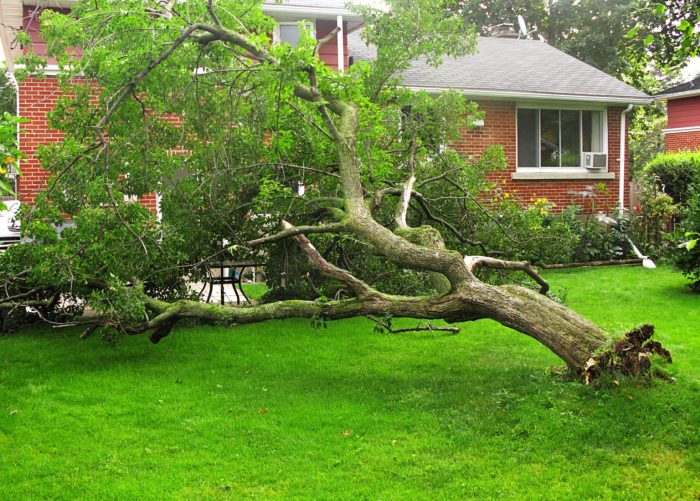 Tree property insurance damage cover does blog stump removal dangers diy