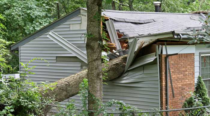 Tree removal homeowners diseased pensacola