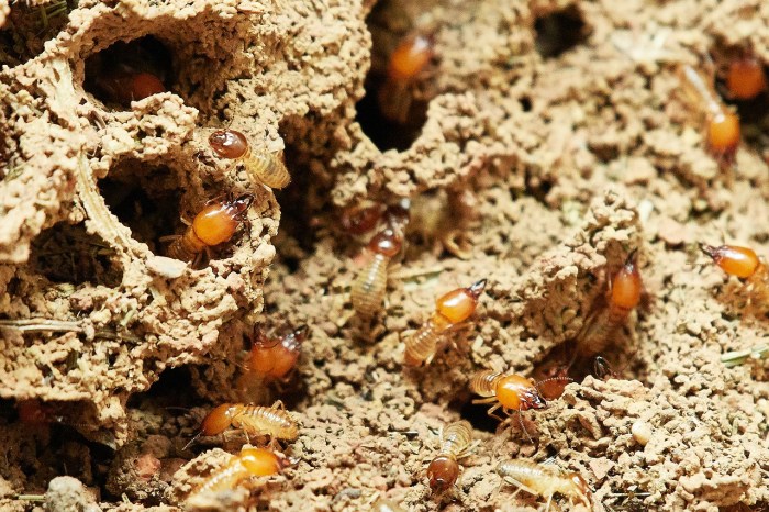 Termite damage insurance homeowners does cover