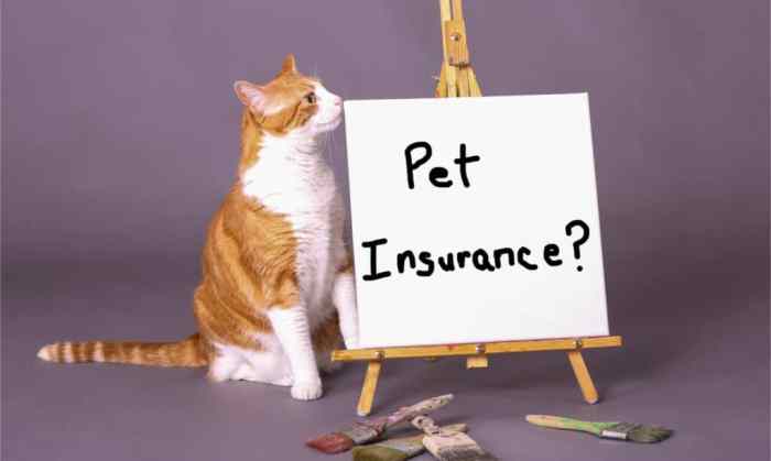 Insurance extensive catvills