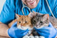 Best pet insurance cats