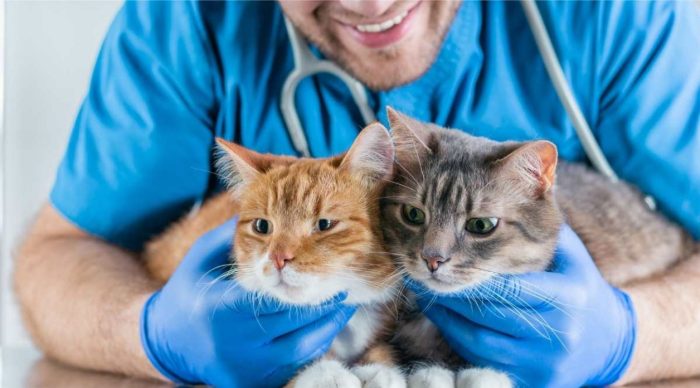 Best pet insurance cats